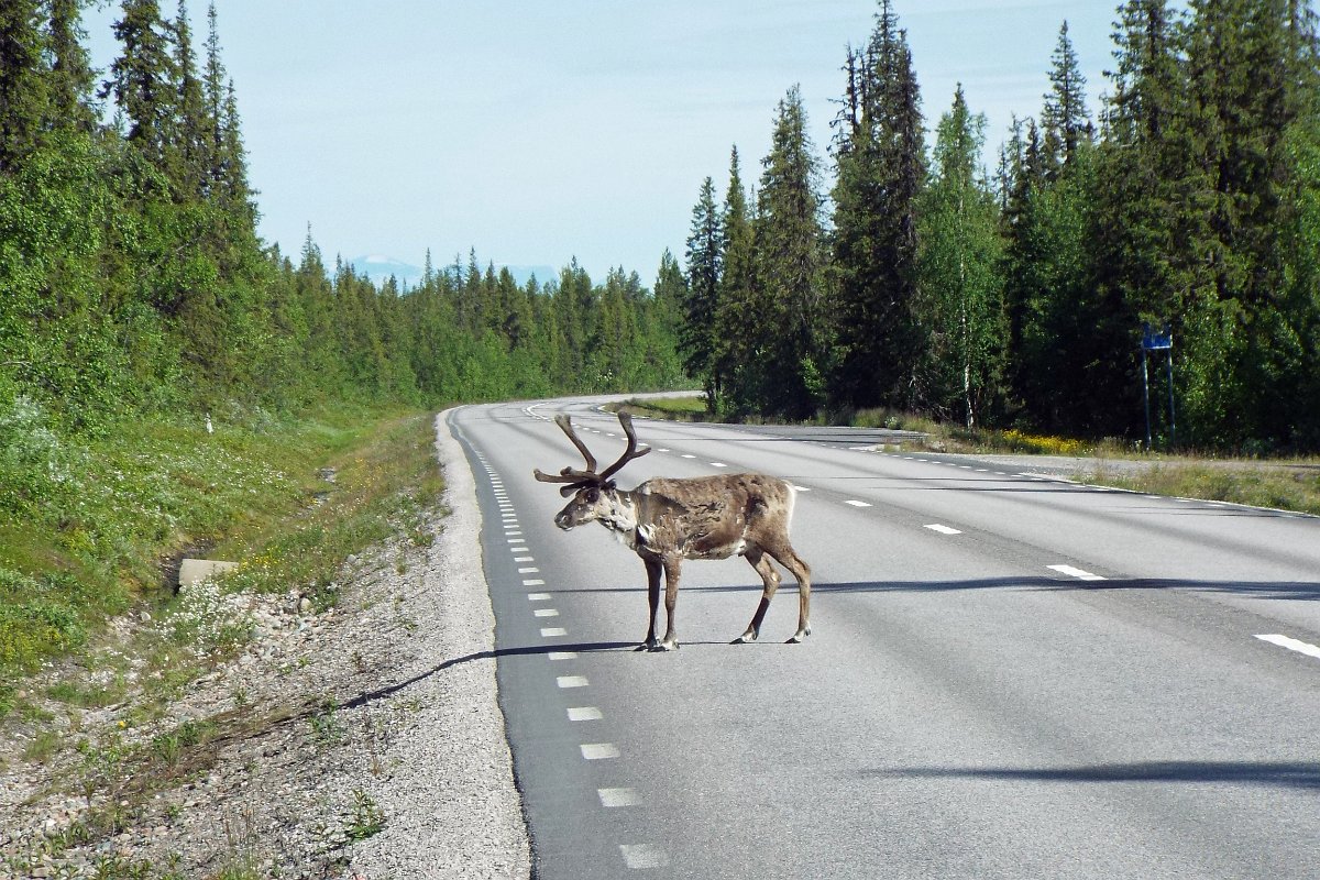 DSCF4518.jpg - Põhjapõder Põhja Rootsis.