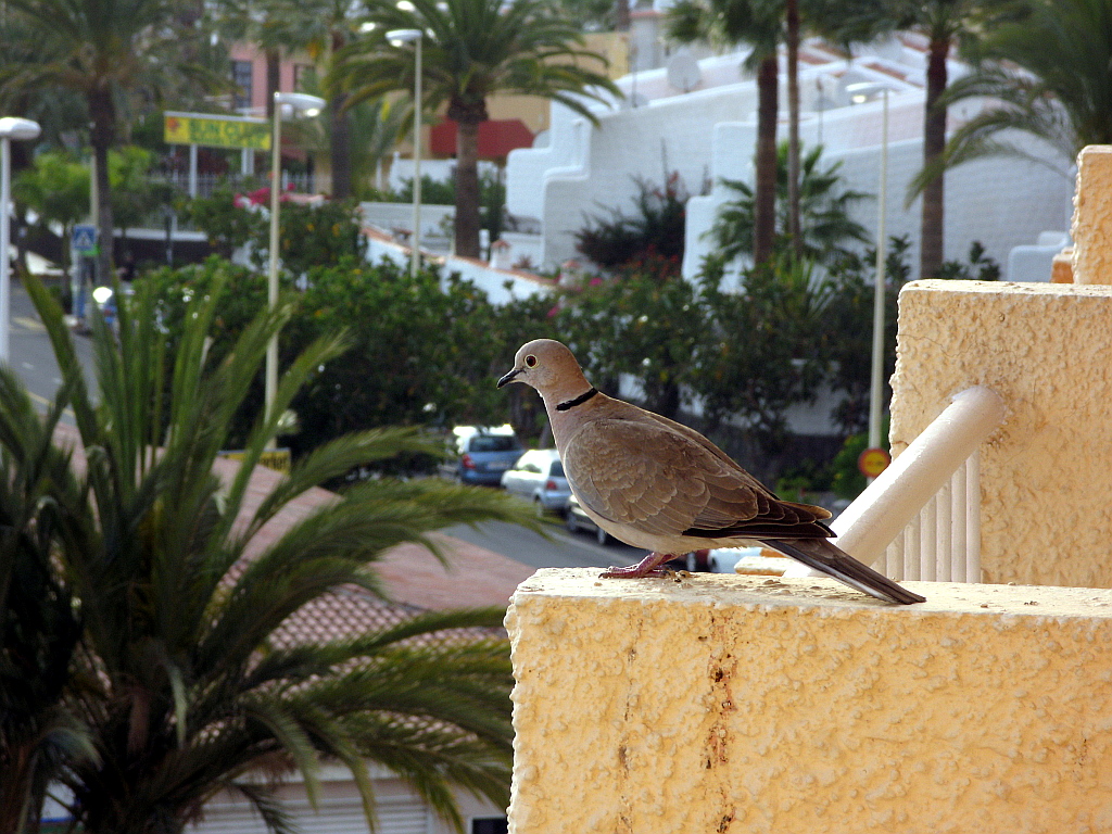 IMG_0207.JPG - Tenerife tuvi