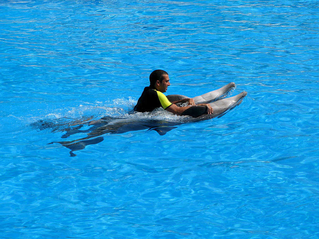 IMG_0218.JPG - Loro Parque delfiini show