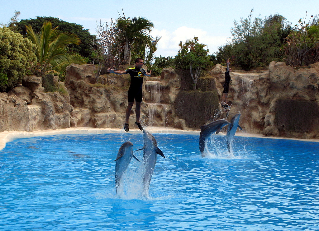 IMG_0239.JPG - Loro Parque delfiini show