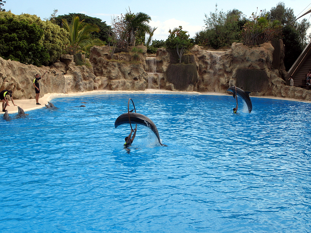 IMG_0240.JPG - Loro Parque delfiini show