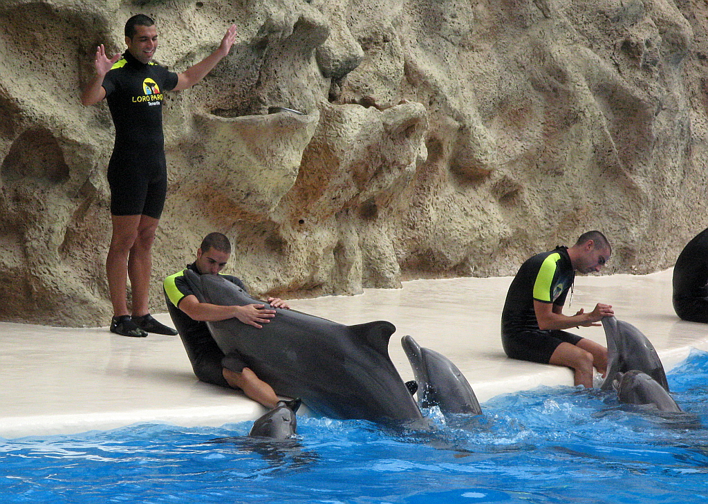 IMG_0246.JPG - Loro Parque delfiini show