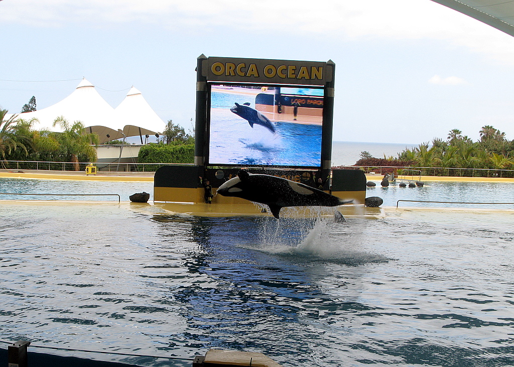IMG_0256.JPG - Loro Parque orca show