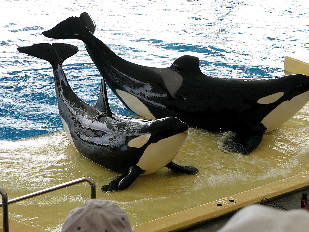 IMG_0268.JPG - Loro Parque orca show