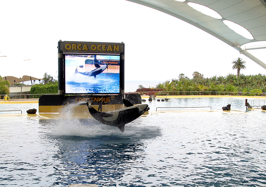 IMG_0276.JPG - Loro Parque orca show