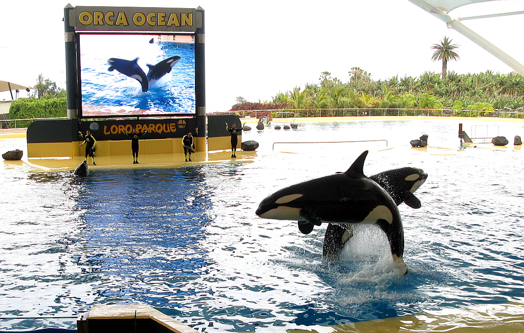 IMG_0282.JPG - Loro Parque orca show