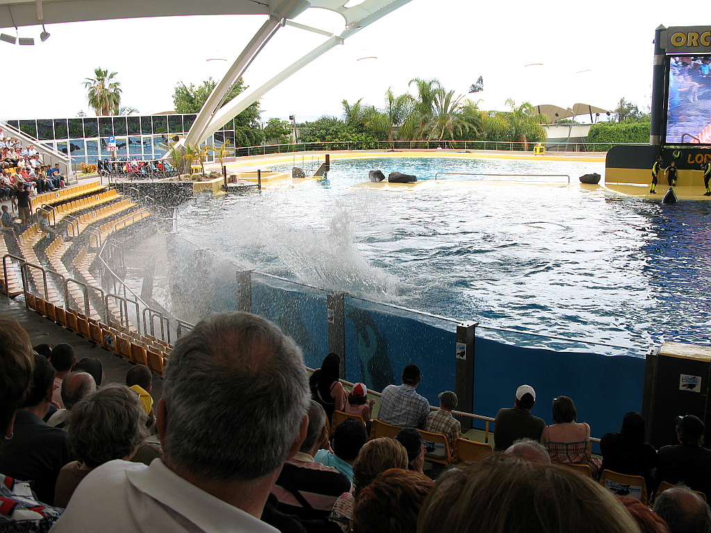 IMG_0284.JPG - Loro Parque orca show