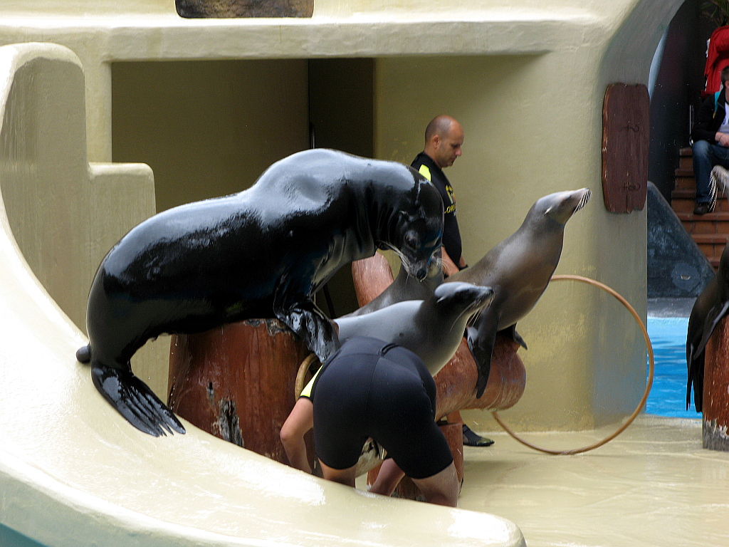 IMG_0297.JPG - Loro Parque merelõvi show