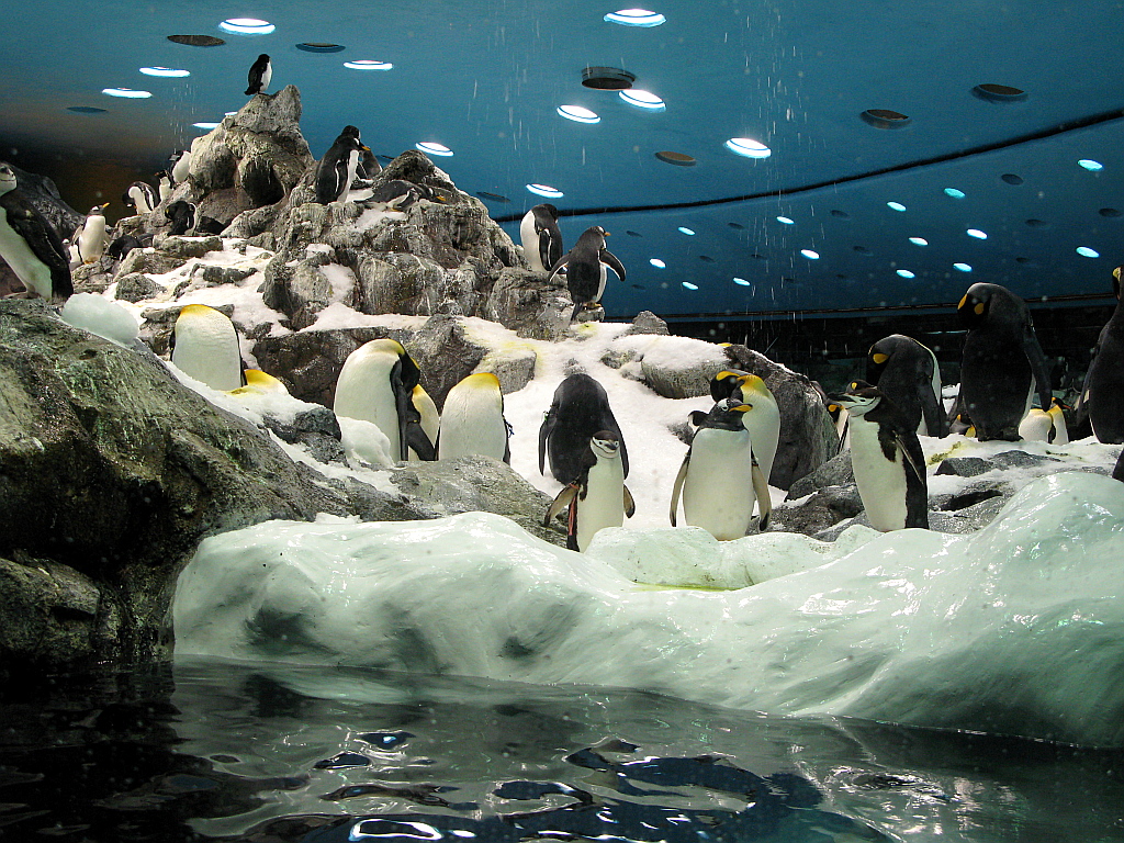 IMG_0333.JPG - Loro Parque Planet Penguin