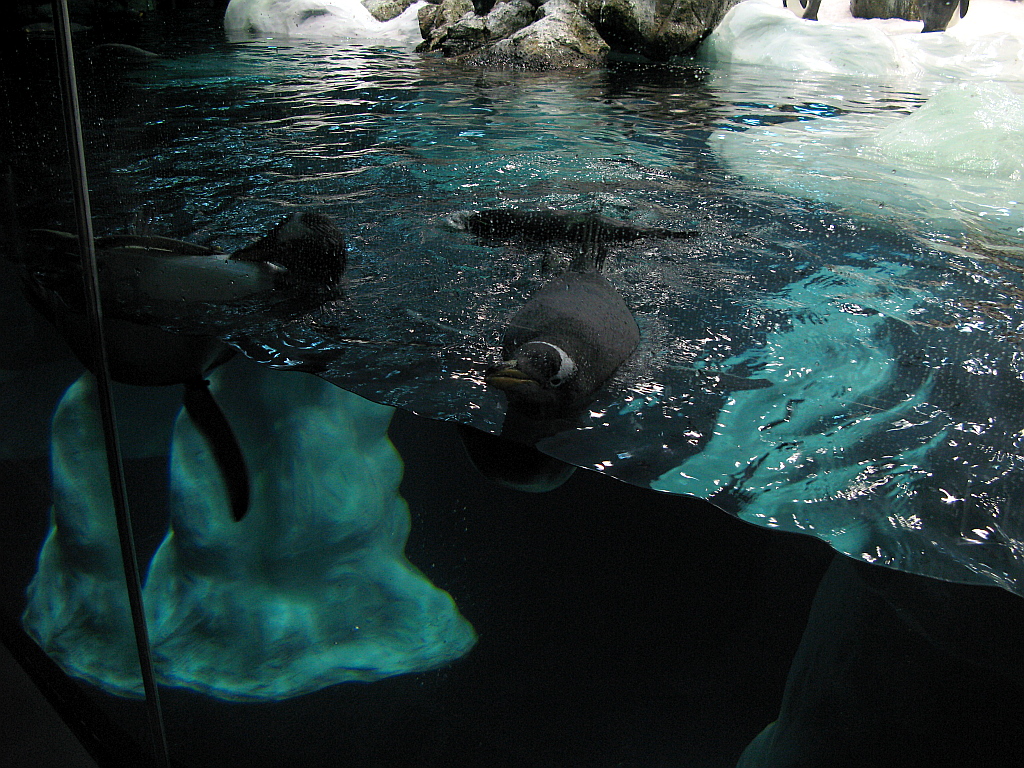 IMG_0341.JPG - Loro Parque Planet Penguin