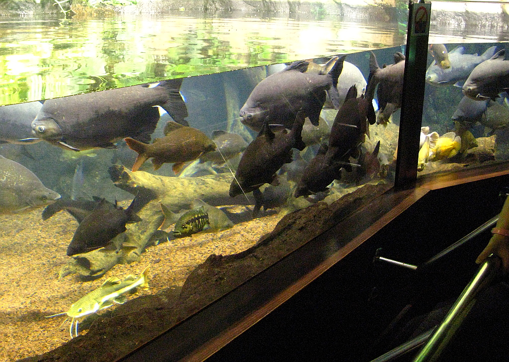 IMG_0361.JPG - Loro Parque akvaarium