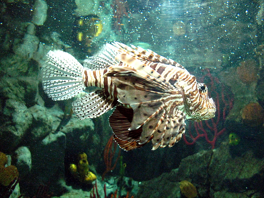 IMG_0370.JPG - Loro Parque akvaarium