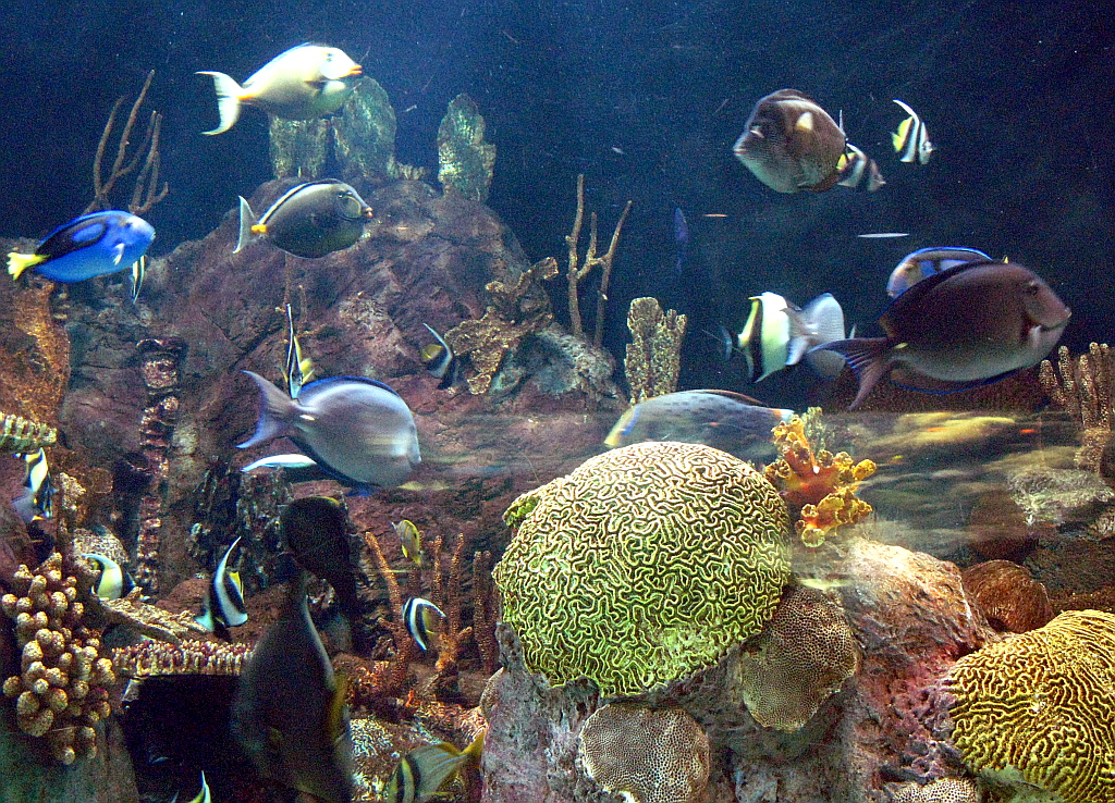 IMG_0375.JPG - Loro Parque akvaarium