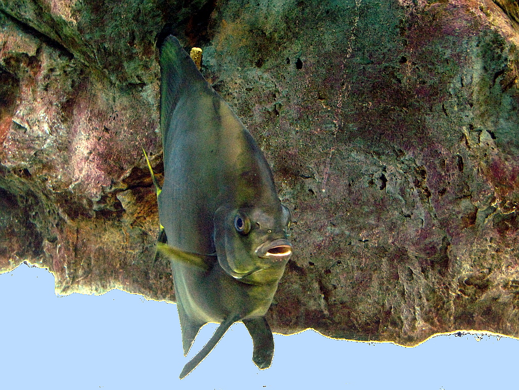 IMG_0378.JPG - Loro Parque akvaarium