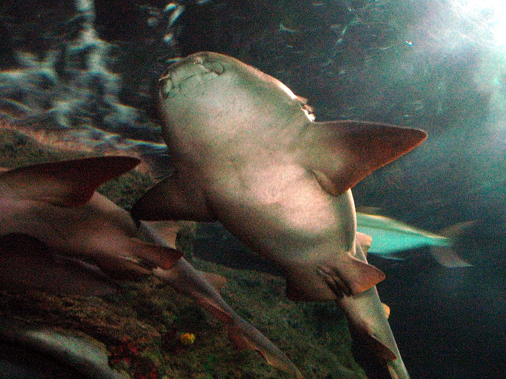 IMG_0382.JPG - Loro Parque akvaarium