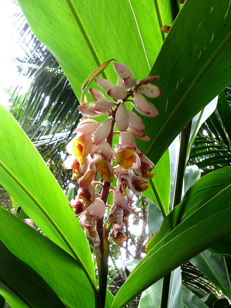 IMG_0400.JPG - Loro Parque palmi õis
