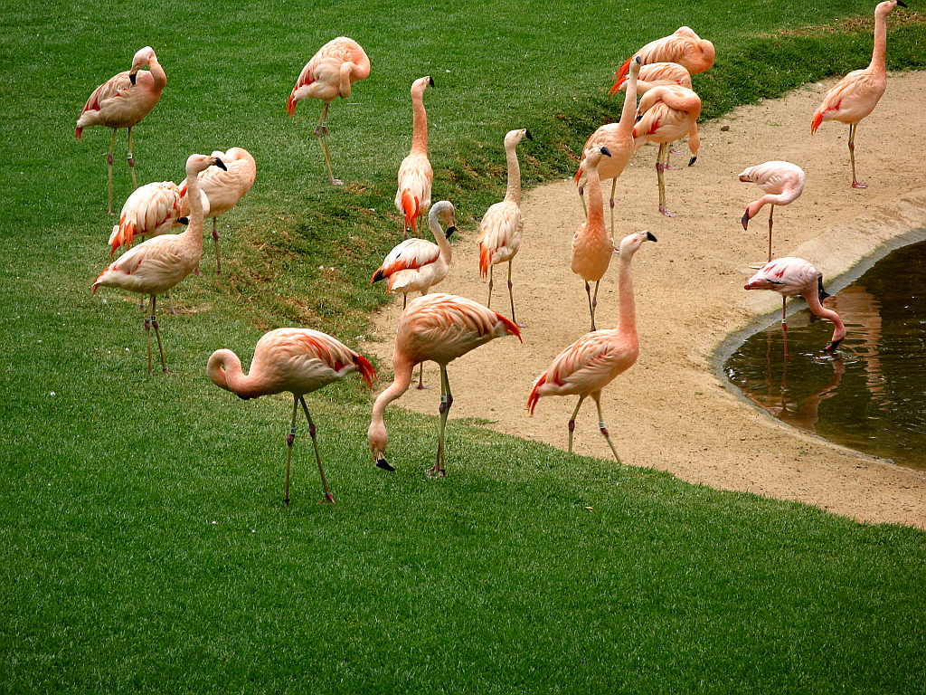 IMG_0402.JPG - Loro Parque flamingod