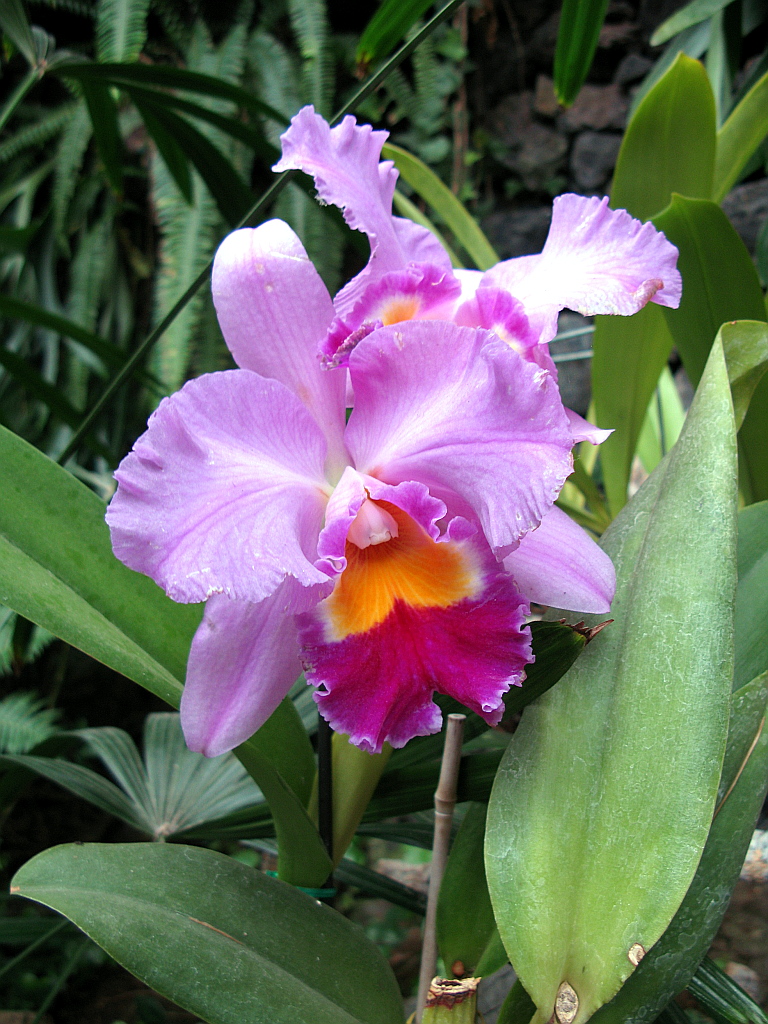 IMG_0404.JPG - Loro Parque orhideed