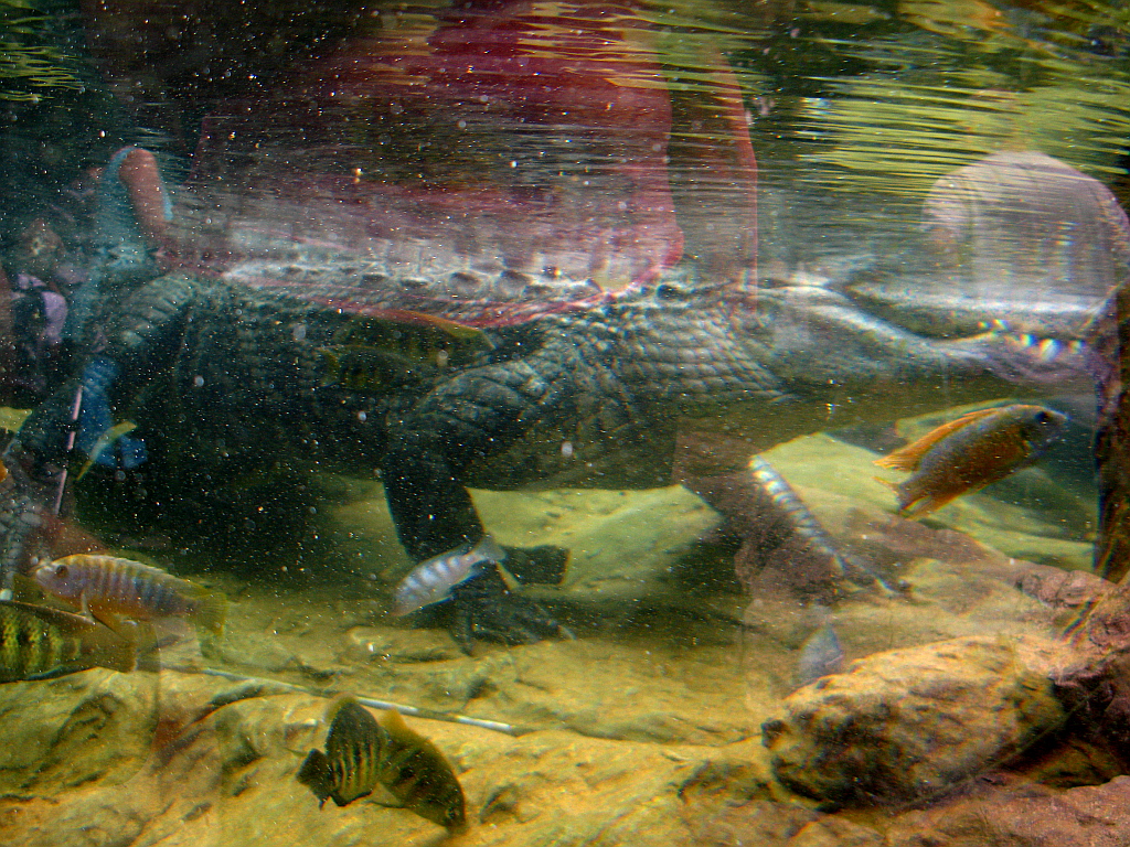 IMG_0411.JPG - Loro Parque krokodill