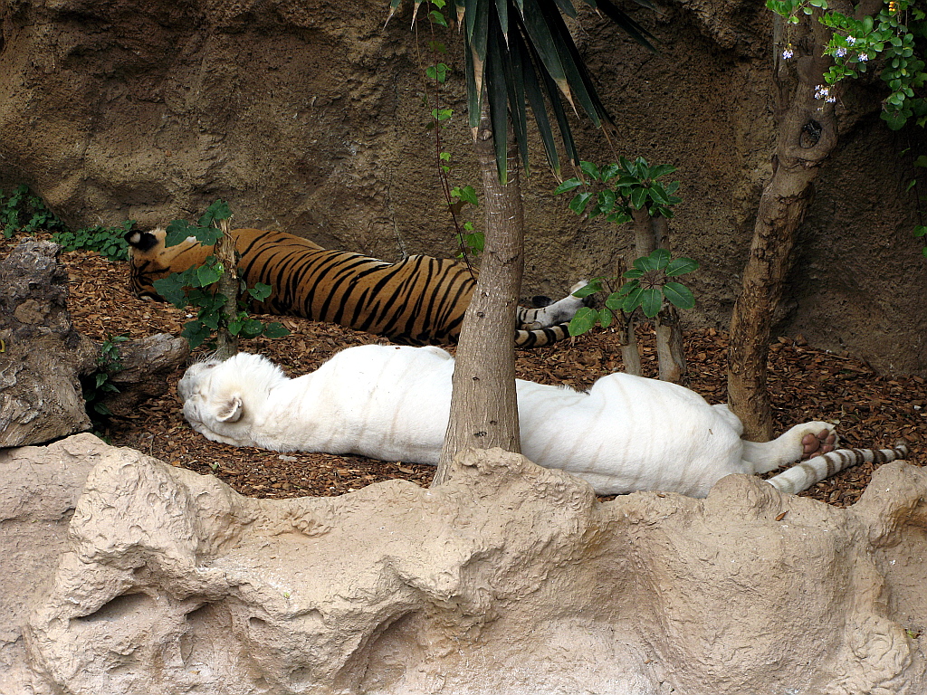 IMG_0417.JPG - Loro Parque valge ja tavaline tiiger unes