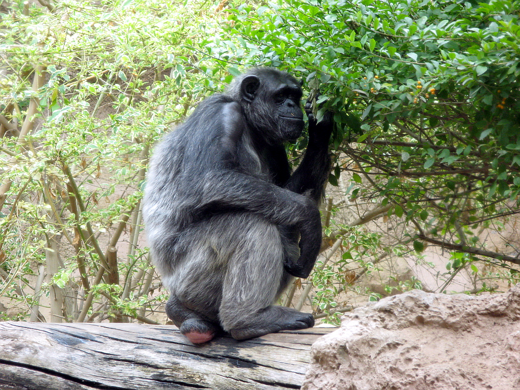 IMG_0428.JPG - Loro Parque shimpansid