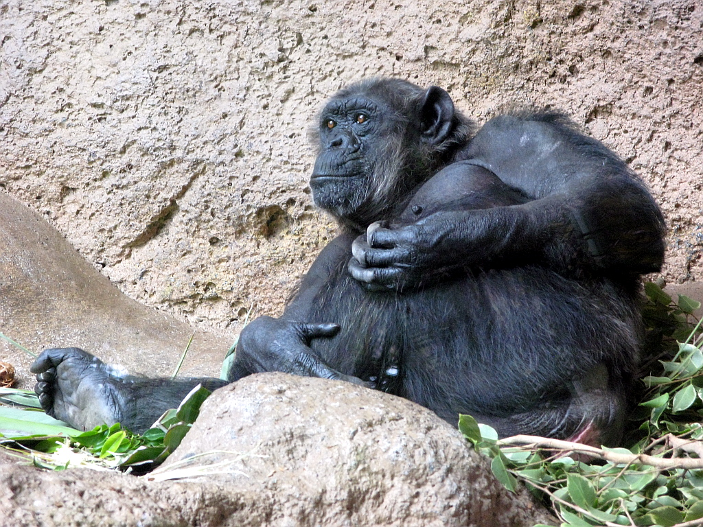 IMG_0429.JPG - Loro Parque shimpansid