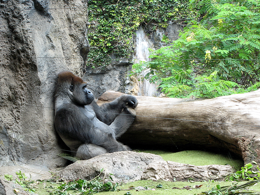 IMG_0433.JPG - Loro Parque gorillad