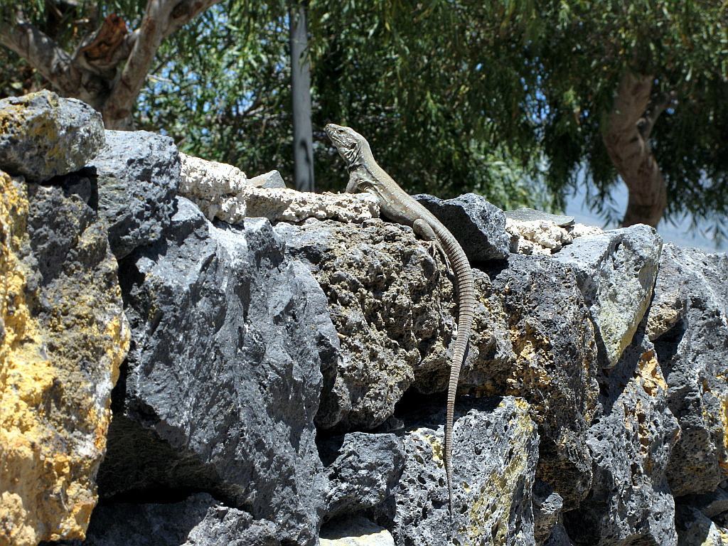 IMG_0472.JPG - Sisalik linnatänaval Güimaris