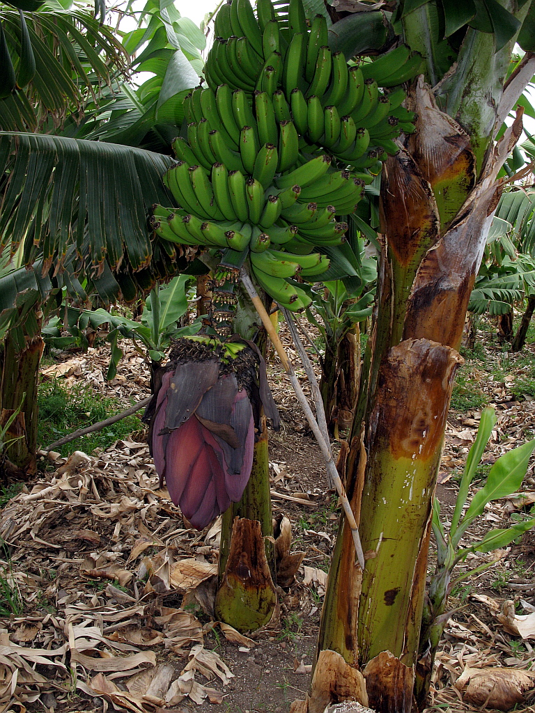 IMG_0549.JPG - Punta del Hidalgo - banaanipuu õiega