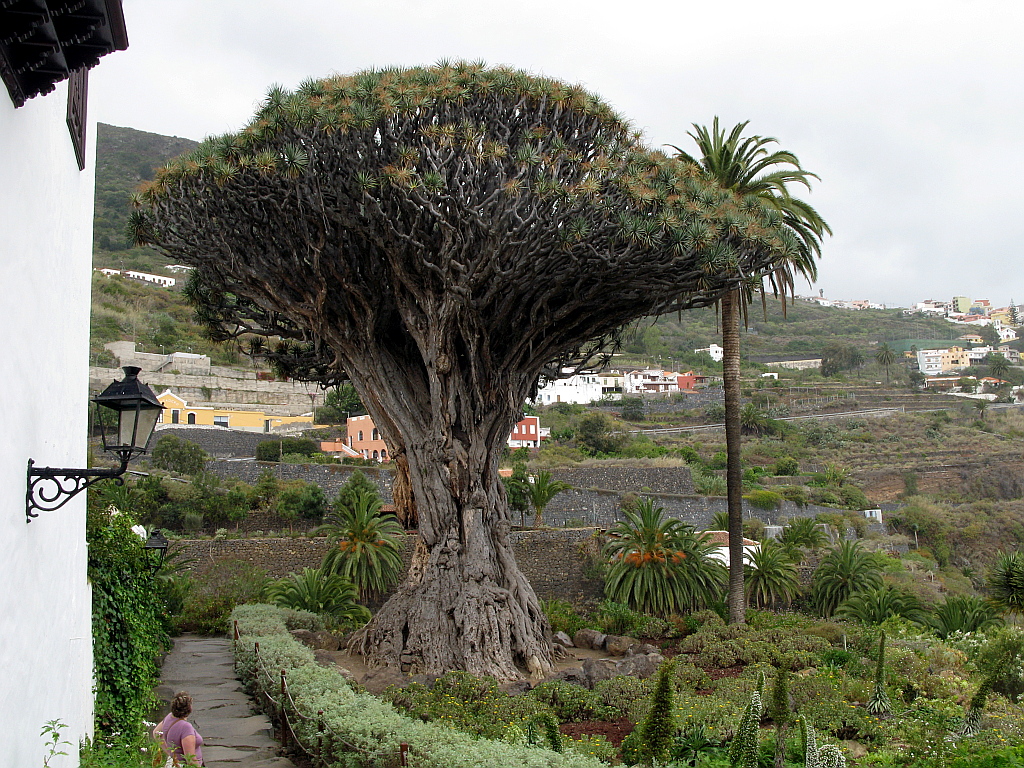 IMG_0581.JPG - Icod de los Vinos botaanikaaed, Draakonipuu 20m kõrge ja 6 m läbimõõduga