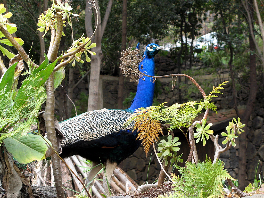 IMG_0584.JPG - Icod de los Vinos botaanikaaed, faasan vabapidamisel