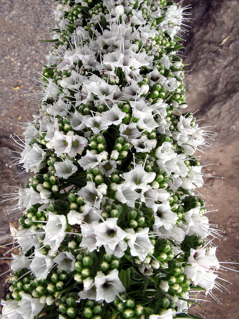 IMG_0595.JPG - Icod de los Vinos botaanikaaed