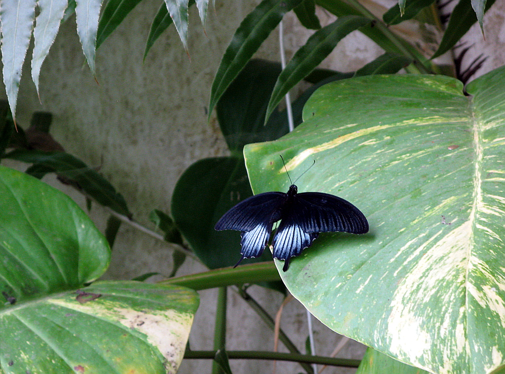 IMG_0606.JPG - Mariposario del Drago , Icod de los Vinos