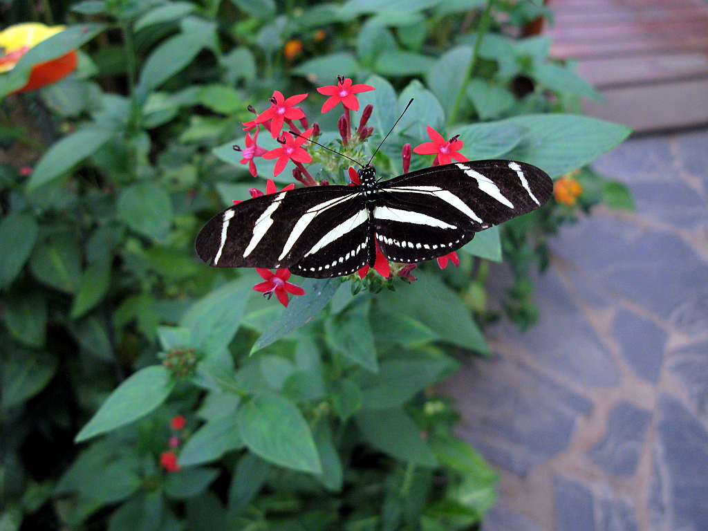 IMG_0612.JPG - Mariposario del Drago , Icod de los Vinos