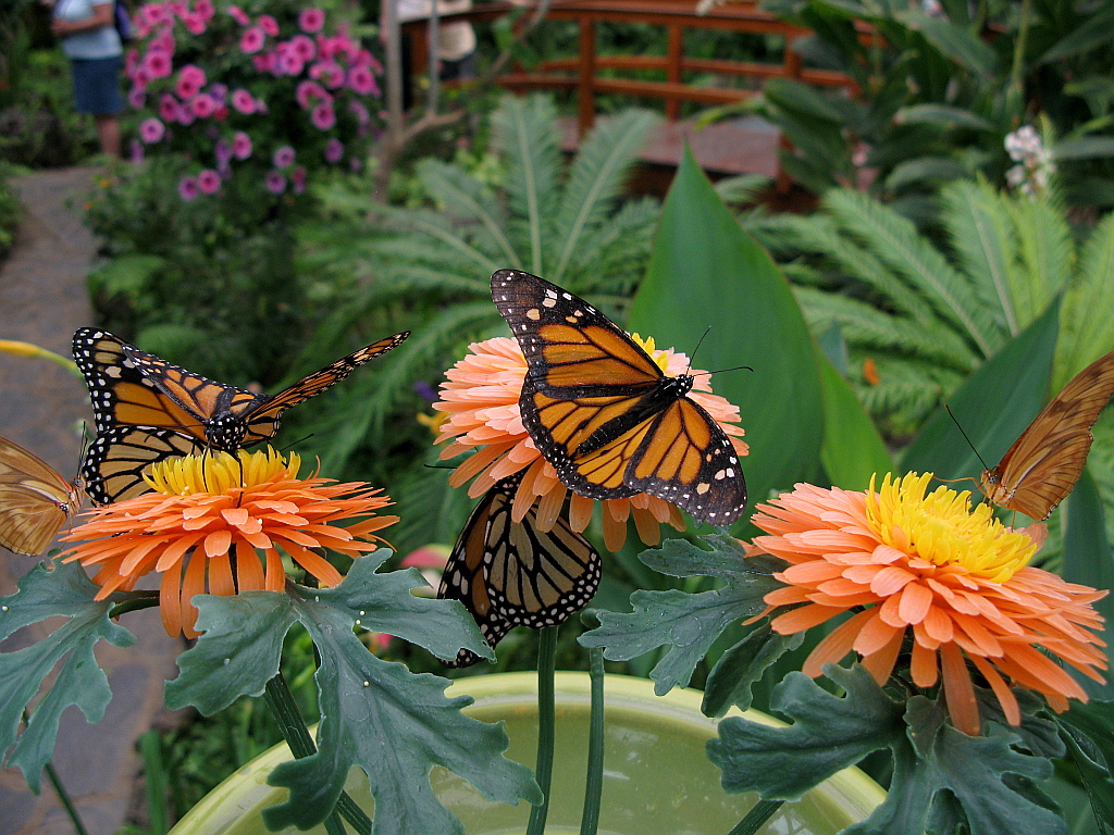 IMG_0614.JPG - Mariposario del Drago , Icod de los Vinos