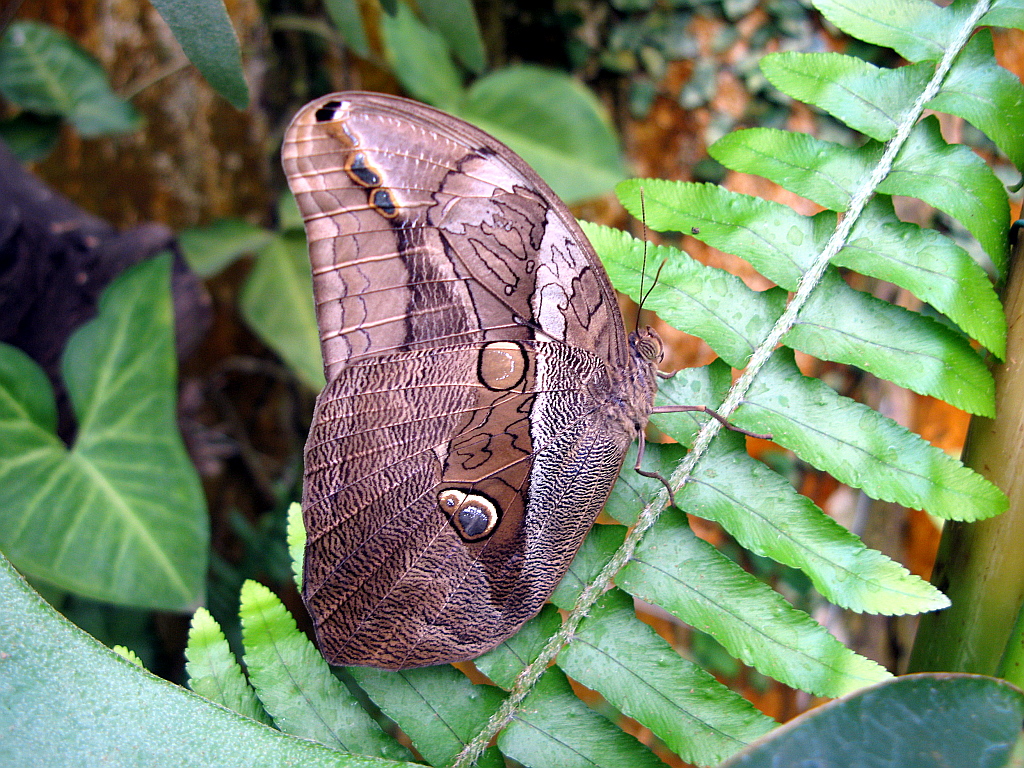 IMG_0630.JPG - Mariposario del Drago , Icod de los Vinos