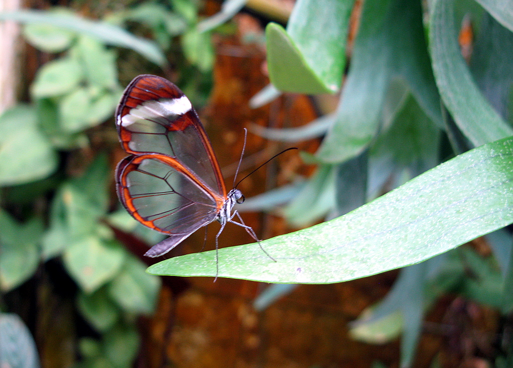 IMG_0631.JPG - Mariposario del Drago , Icod de los Vinos