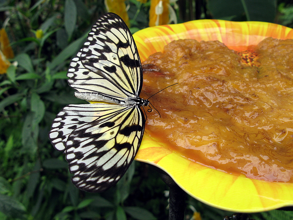 IMG_0635.JPG - Mariposario del Drago , Icod de los Vinos